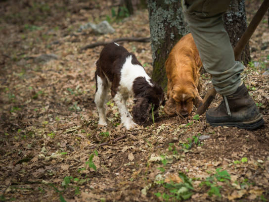 Male truffle hunter in 20's assists his two dogs that are sniffing and digging out truffles in the woods with a wooden hoe called vanghella, Abruzzo, Italy, Europe